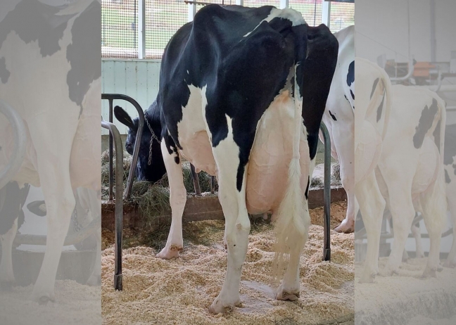 Filiale Jerod Gallo EX-90-4E