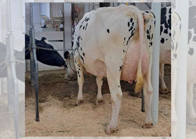 Filiale Delta Iceberg EX-92-2E