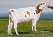 Proulade Twety Toby VG-85-2*