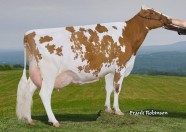 Proulade Twety Toby VG-85-2*