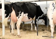 Filiale Impression Gretzky EX-90-2E
