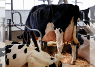 Filiale Unix Nightwish EX-90-4E